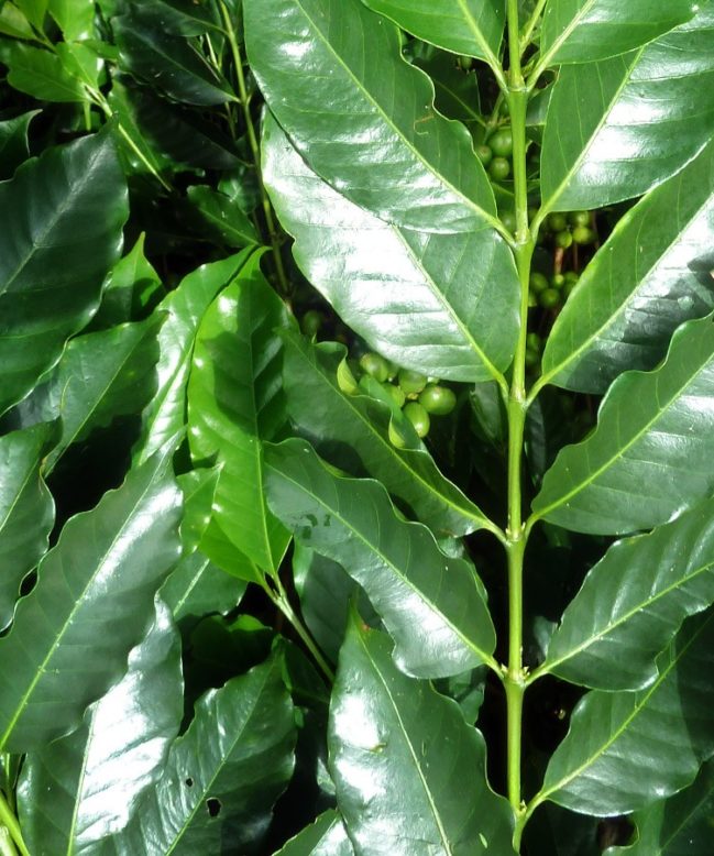 Green Sumatra Coffee