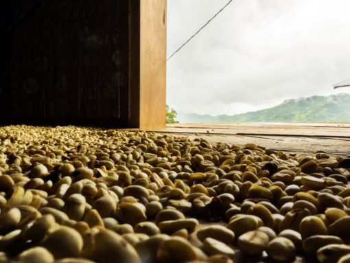 Peru Cenfrocafe Coffee Beans