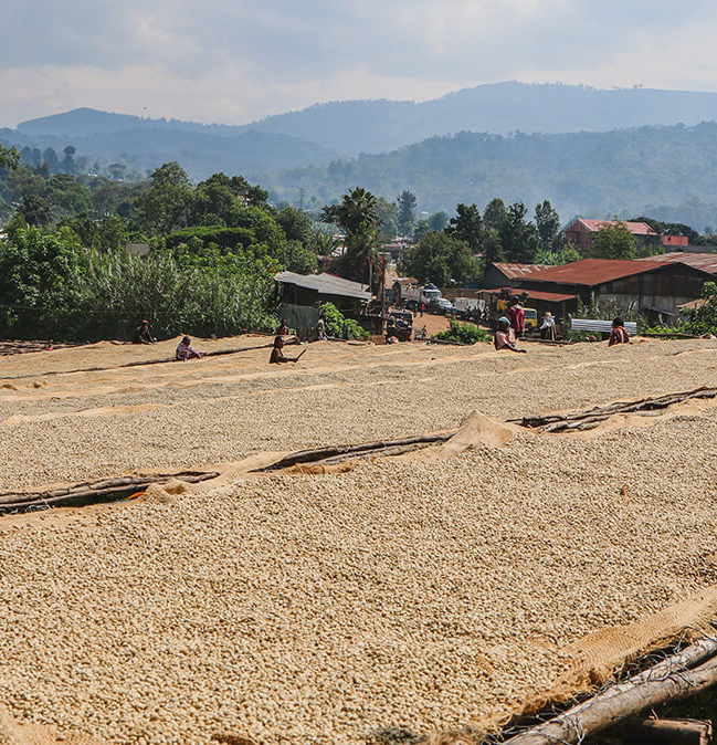 Ethiopia Kayon Guji Coffee Drying