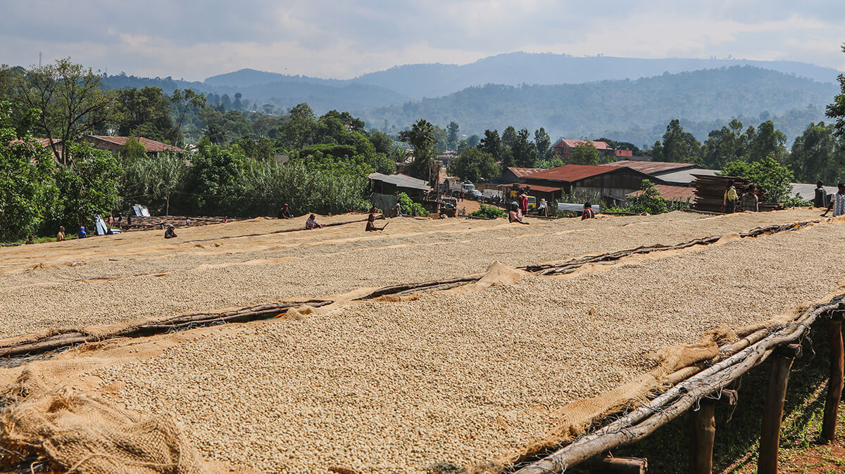 Ethiopia Kayon Guji Coffee Drying